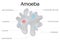 TheÂ structure andÂ diagramÂ ofÂ  amoeba
